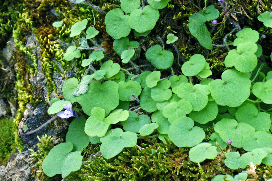 Cymbalaria da determinare